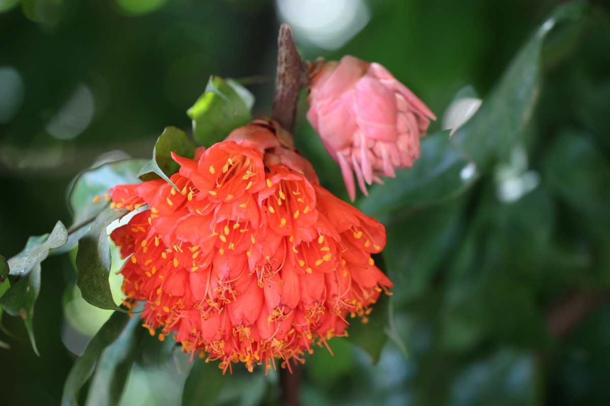 Brownea grandiceps Jacq.